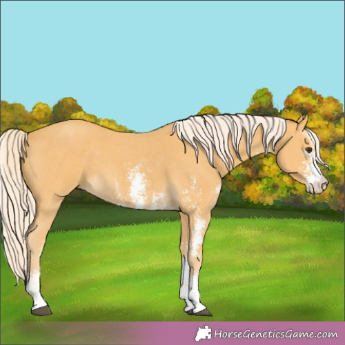 Horse Color:Palomino Sabino 