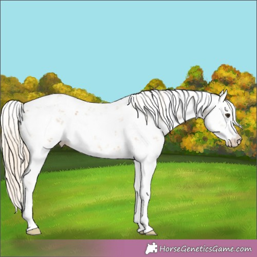 Horse Color:Palomino Sabino Appaloosa 
