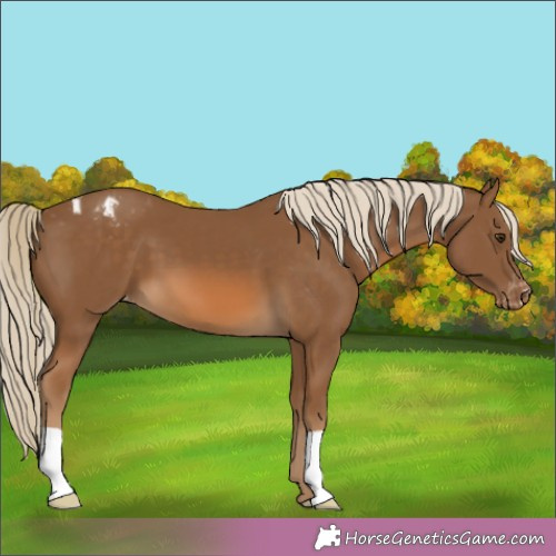 Horse Color:Chocolate Palomino Appaloosa 