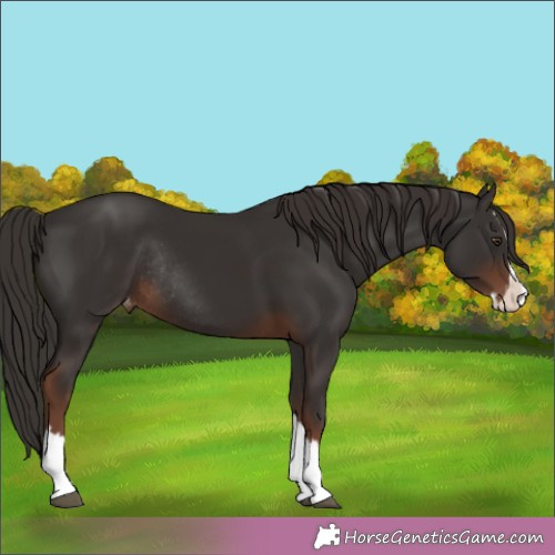 Horse Color:Liver Chestnut Splash Appaloosa Rabicano 