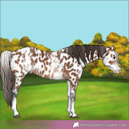 Horse Color:White Spotted Bay Splash Appaloosa 