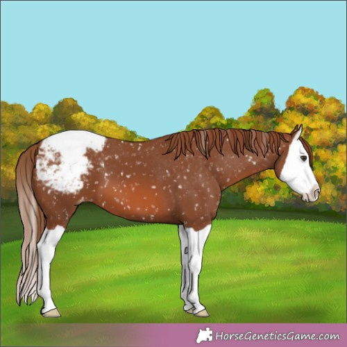 Horse Color:Chestnut Splash Appaloosa 