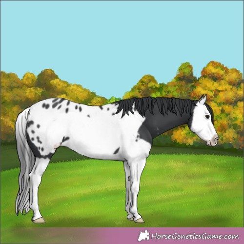 Horse Color:Black Splash Frame Appaloosa 
