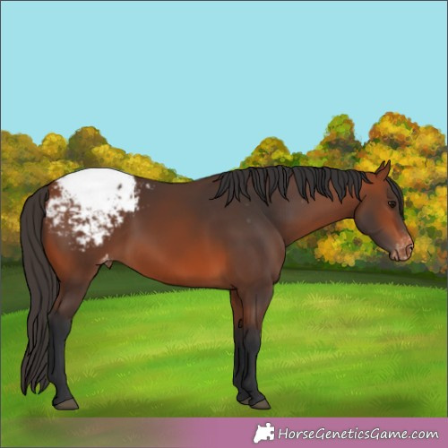 Horse Color:Bay Appaloosa 