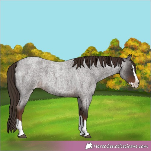Horse Color:Liver Red Roan Splash Appaloosa 