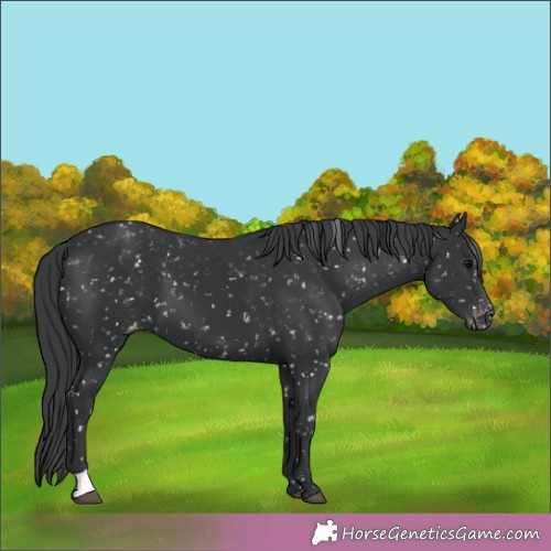 Horse Color:Black Appaloosa 