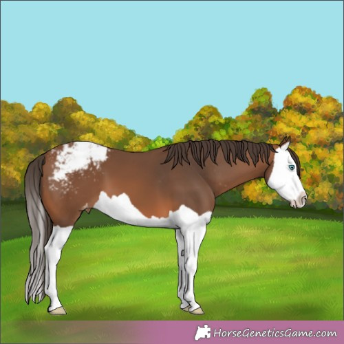 Horse Color:Brown Splash Appaloosa