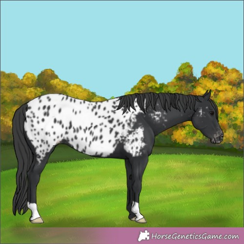 Horse Color:Black Appaloosa 