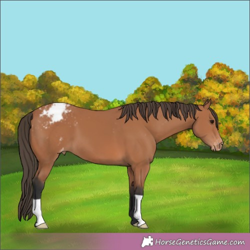 Horse Color:Brown Appaloosa