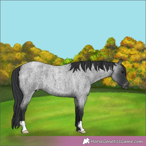Horse Color:Blue Roan Appaloosa 