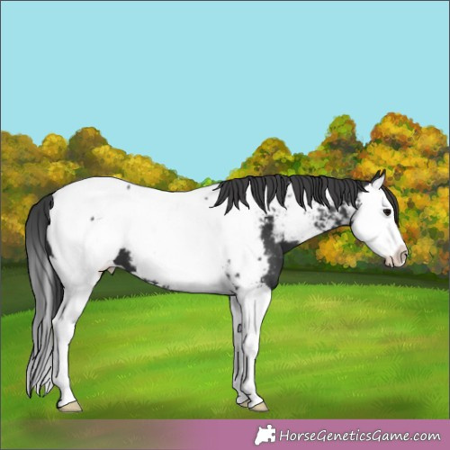 Horse Color:Black Splash Appaloosa 