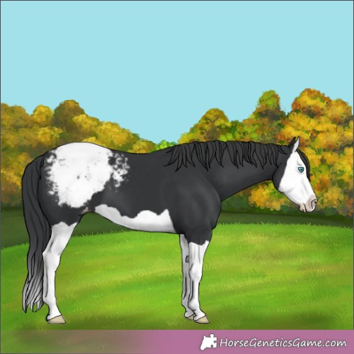Horse Color:Black Splash Appaloosa 