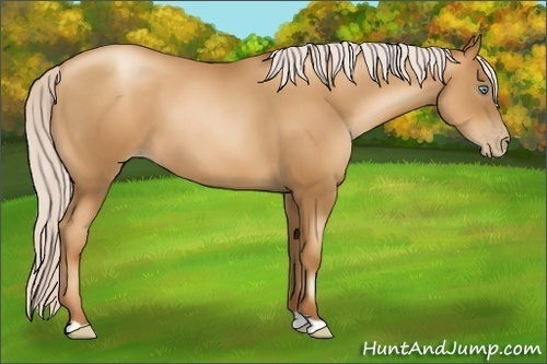 Horse Color:Gray Silver Amber Champagne Pearl