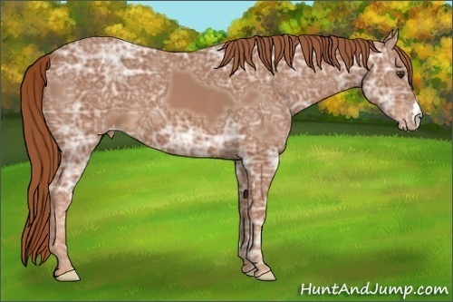 Horse Color:Chestnut Ice Appaloosa 