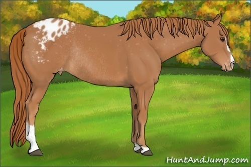 Horse Color:Chestnut Sabino Blanket Rabicano 
