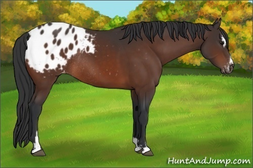 Horse Color:Brown Sabino Blanket Rabicano 
