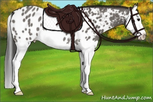 Horse Color:Grullo Sabino Splash Appaloosa Rabicano 