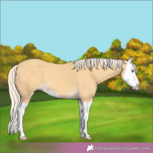 Horse Color:Gold Cream Champagne Splash 