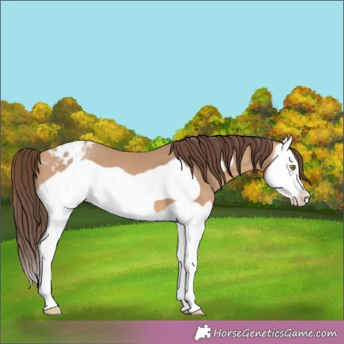 Horse Color:Amber Champagne Splash Frame Appaloosa 