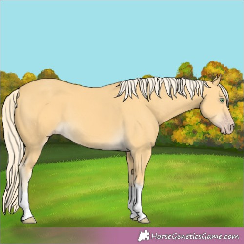 Horse Color:Gold Cream Champagne 