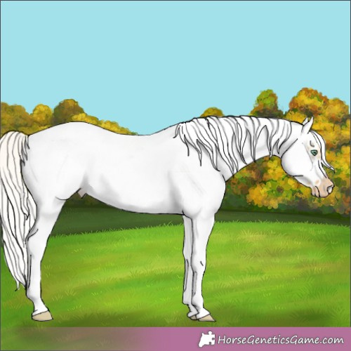 Horse Color:White Spotted Silver Classic Cream Champagne Dun Splash Frame Appaloosa Rabicano 