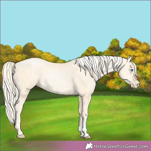 Horse Color:Gold Cream Champagne Pearl Rabicano 