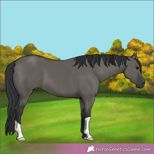 Horse Color:Grullo 