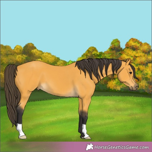 Horse Color: Buckskin 