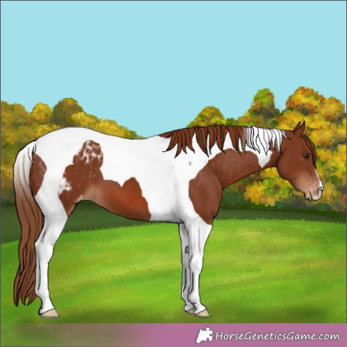Horse Color:Chestnut Tobiano Appaloosa 