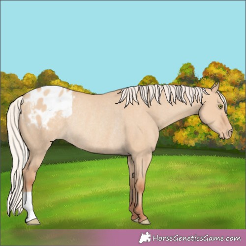 Horse Color: Silver Classic Champagne Dun Blanket Rabicano 