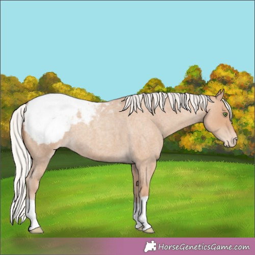 Horse Color:Silver Classic Champagne Roan Appaloosa 