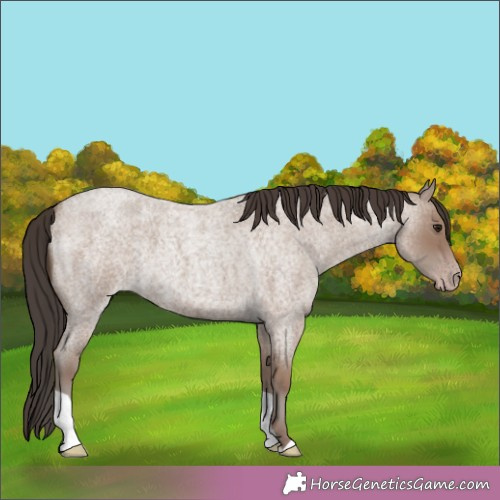 Horse Color:Classic Champagne Roan 