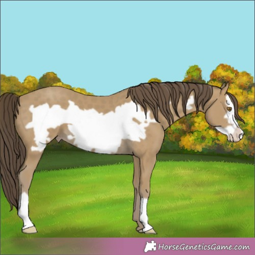 Horse Color:Classic Cream Champagne Frame 