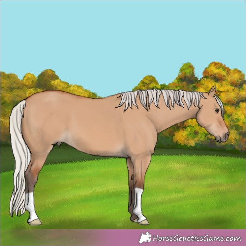 Horse Color:Silver Bay Dun 