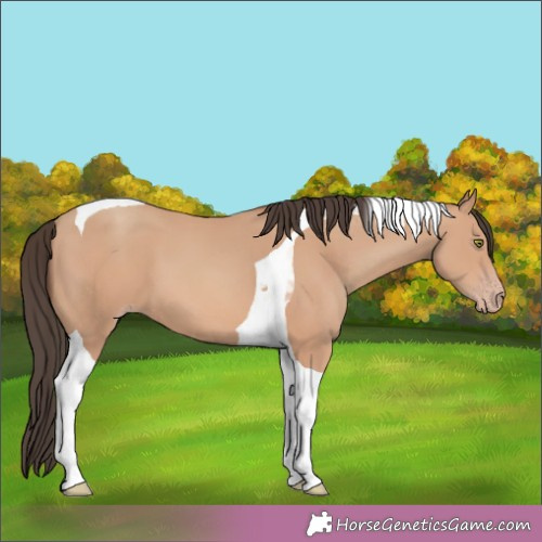 Horse Color:Amber Champagne Tobiano 