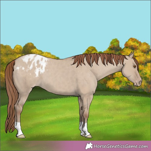 Horse Color:Classic Champagne Dun Appaloosa 