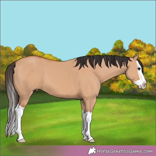 Horse Color:Bay Dun Splash 