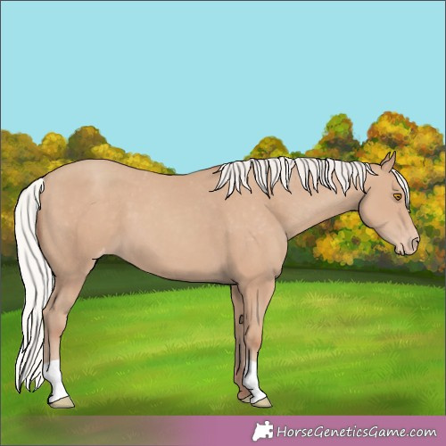 Horse Color:Silver Classic Champagne Appaloosa 
