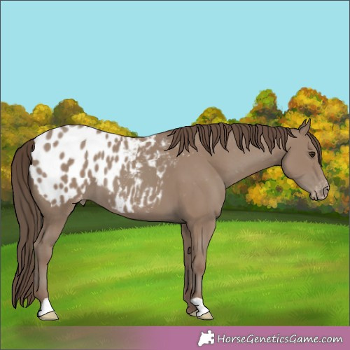 Horse Color:Classic Champagne Appaloosa 