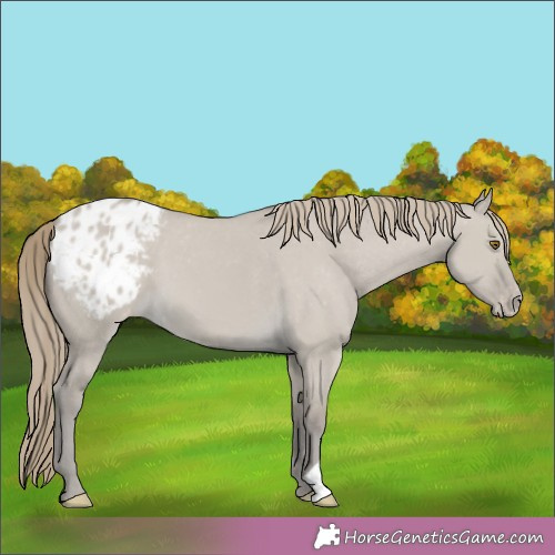 Horse Color:Classic Cream Champagne Dun Appaloosa 