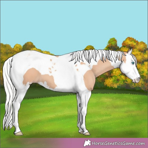 Horse Color:Silver Amber Champagne Splash Tobiano 