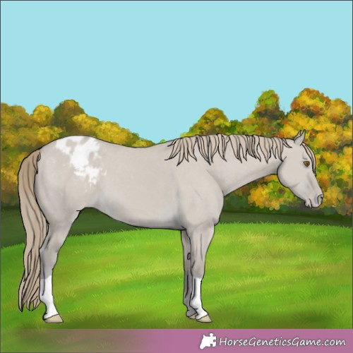 Horse Color:Classic Cream Champagne Dun Appaloosa 
