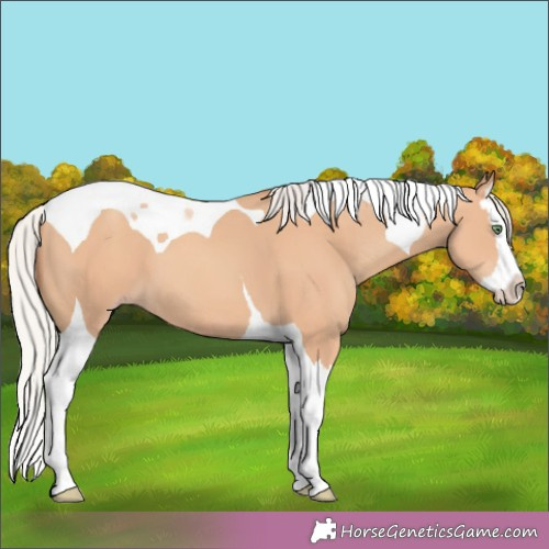 Horse Color:Silver Amber Champagne Splash Tobiano 