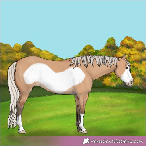 Horse Color:Silver Bay Dun Frame 