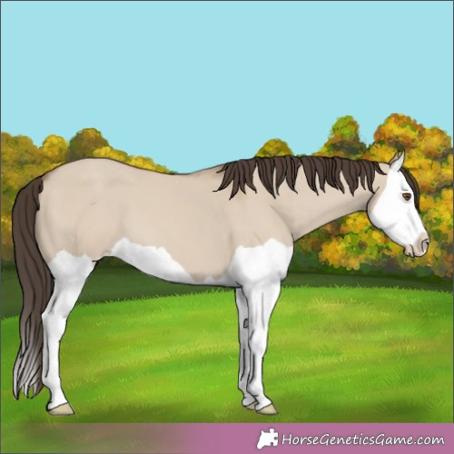 Horse Color:Classic Champagne Dun Splash 
