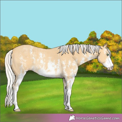 Horse Color:Silver Amber Cream Champagne Sabino 