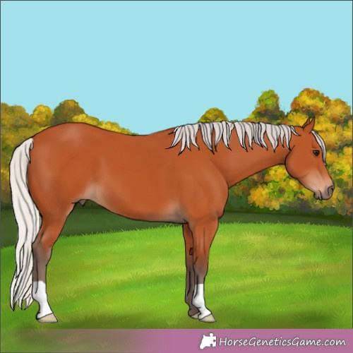 Horse Color:Silver Bay 