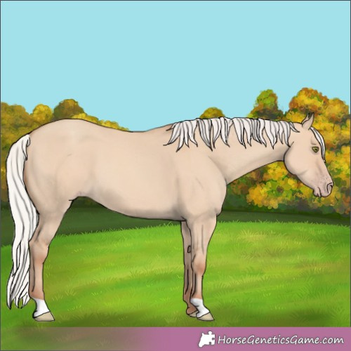 Horse Color:Silver Classic Champagne Dun 