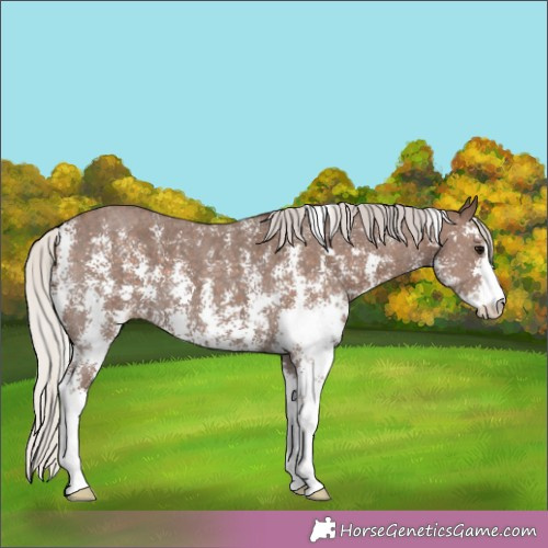Horse Color:Silver Black Sabino