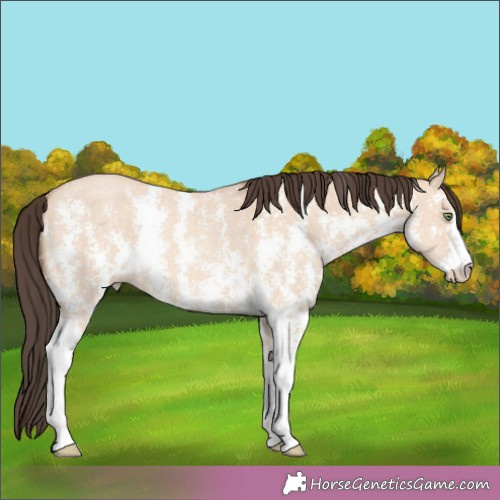 Horse Color:Amber Champagne Dun Sabino 